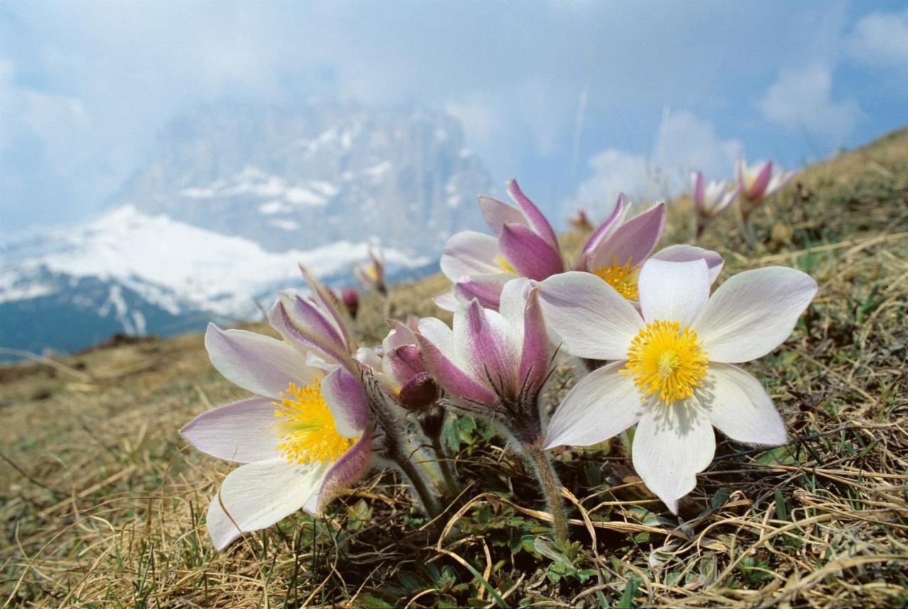 Hotel Vernel Santa Cristina Val Gardena Dış mekan fotoğraf